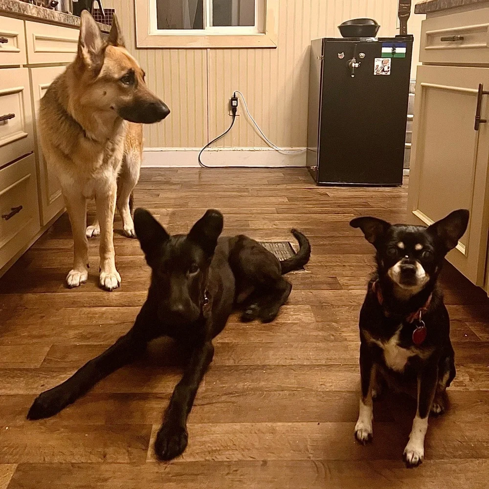 Pet friendly home - Picture 2 of 16